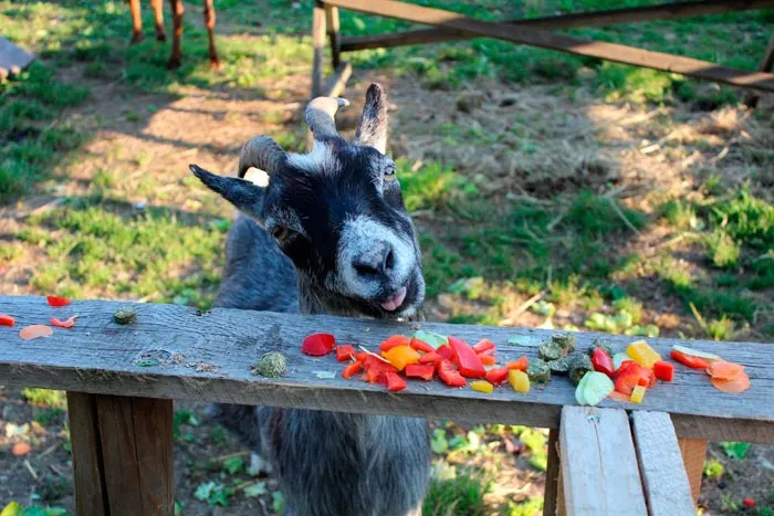 коза ест овощи и фрукты