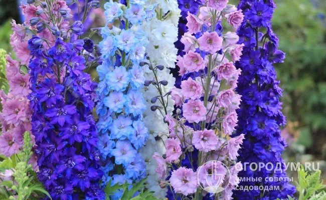 Новозеландские гибриды выделяются самыми крупными цветками, наиболее разнообразными по форме и окраске