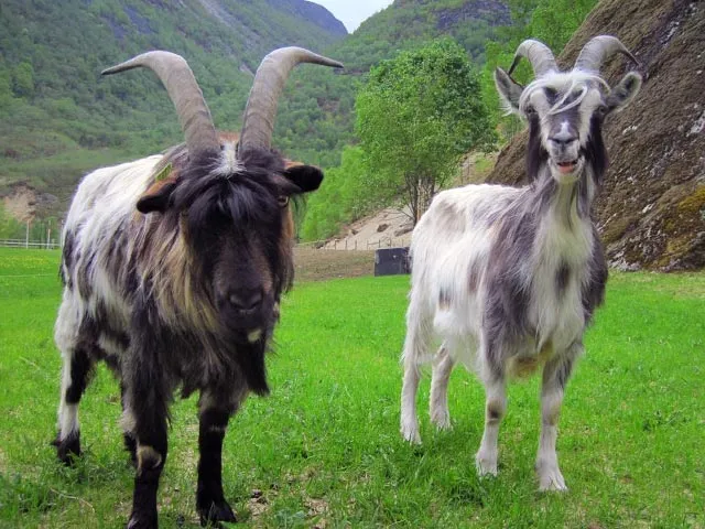 Норвежские молочные козы