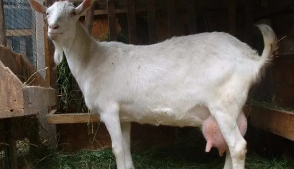 Если коза обладает широкими бедрами и узкой грудью – скорее всего, перед покупателем достаточно продуктивное животное