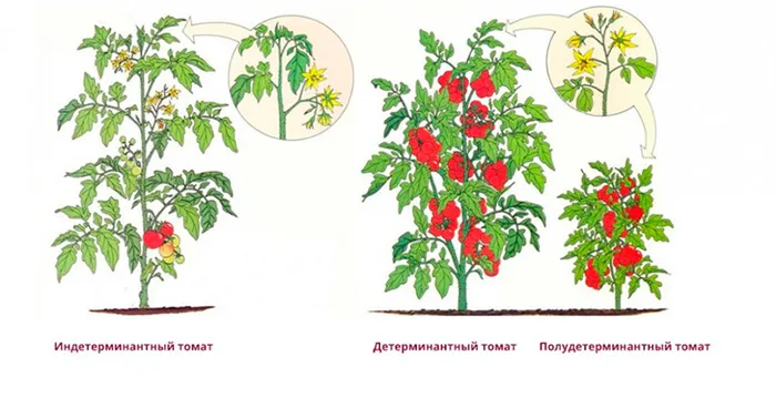 Индетерминантный сорт томатов