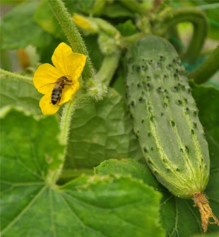 Пчела на цветке огурца