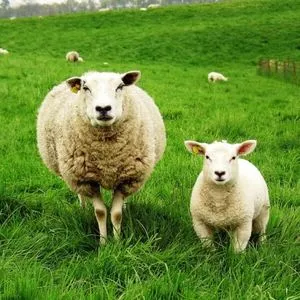 Овца и ягненок крупно