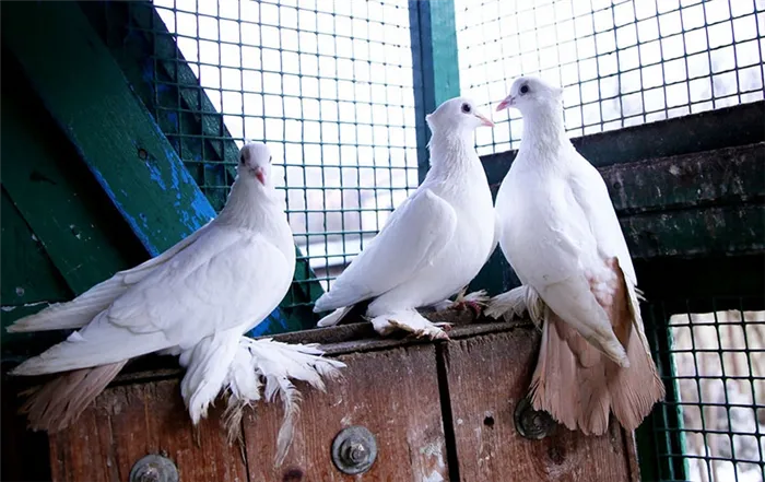 Белые голуби в птичнике