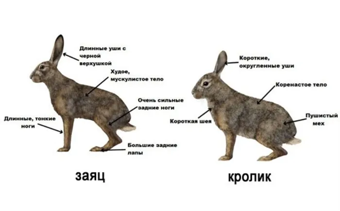 Чем отличается дикий заяц от кролика