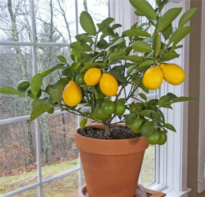 Какой сорт лимона можно вырастить на подоконнике