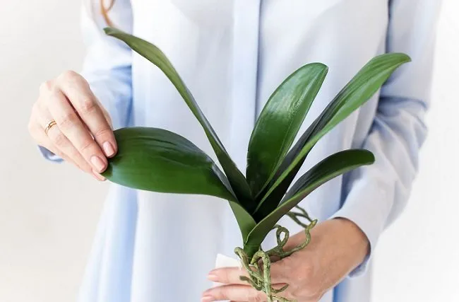 как вырастить орхидею из листа в домашних условиях 