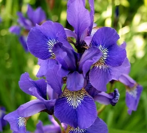 цветы Скабиоза фото