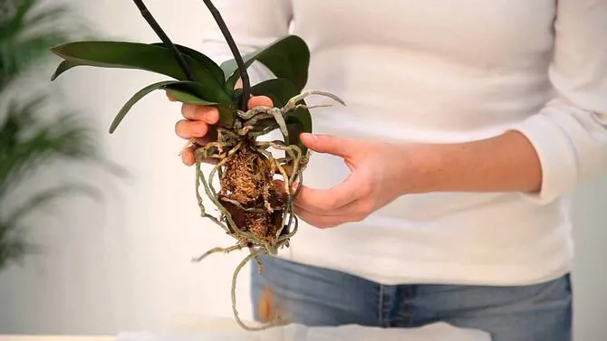Фото орхидеи при пересадке