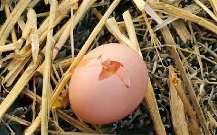 Расклеванное яйцо