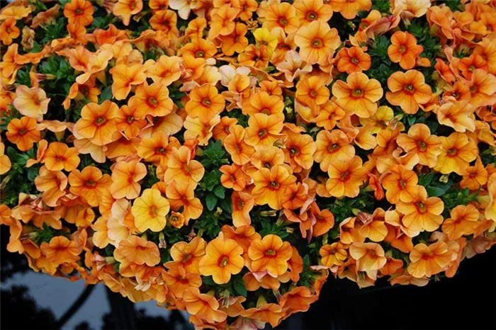 Фото цветов калибрахоа