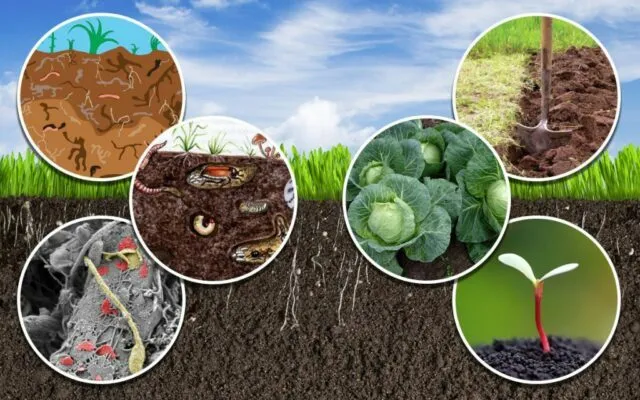 Организмы, живущие в почве