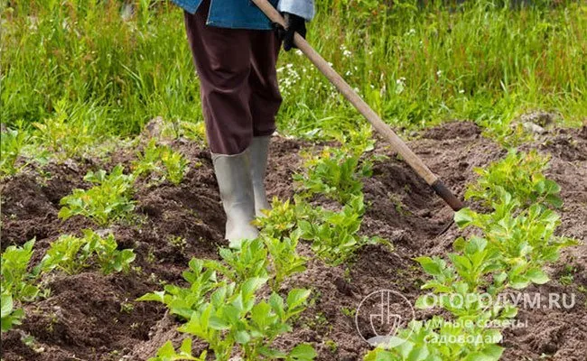 Бобы сажают по периметру картофельной плантации или по краям отдельных борозд, чтобы не мешать регулярному окучиванию
