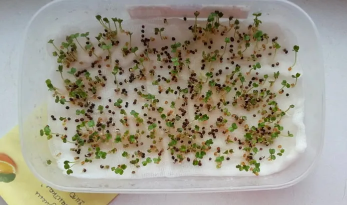 как посадить микрозелень в марлю