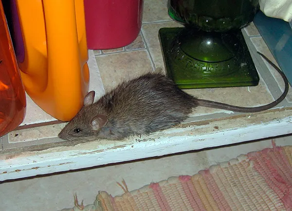 Крысы и мыши боятся громких звуков лишь до тех пор, пока они не становятся для них привычными.