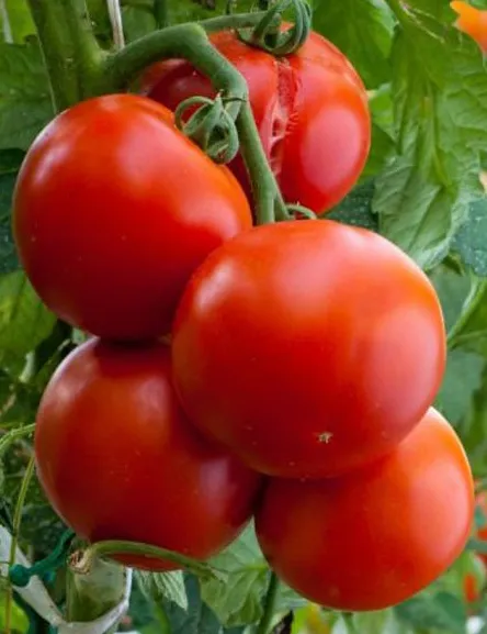 Крупноплодные томаты: достоинства и недостатки. Лучшие сорта биф-помидоров