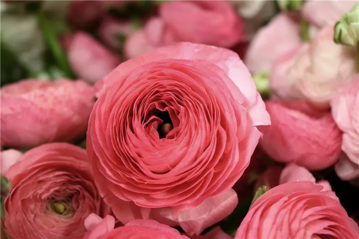 Двойники роз: 5 цветов, которые похожи на 