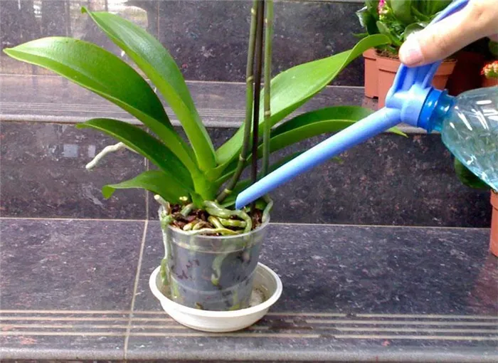как поливать орхидеи из лейки