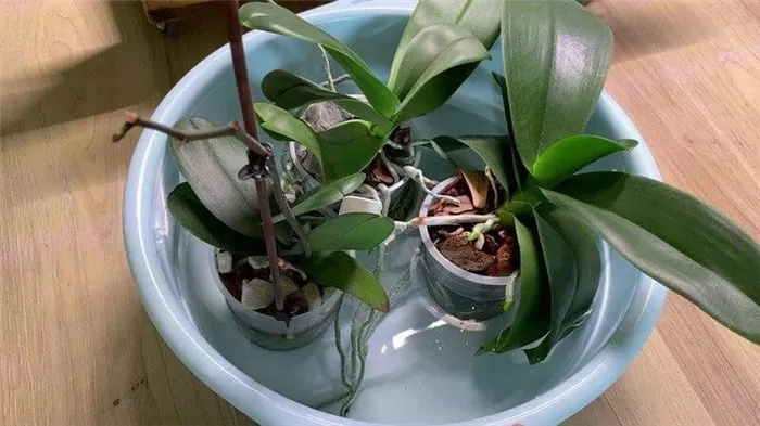 как поливать орхидеи способом погружения