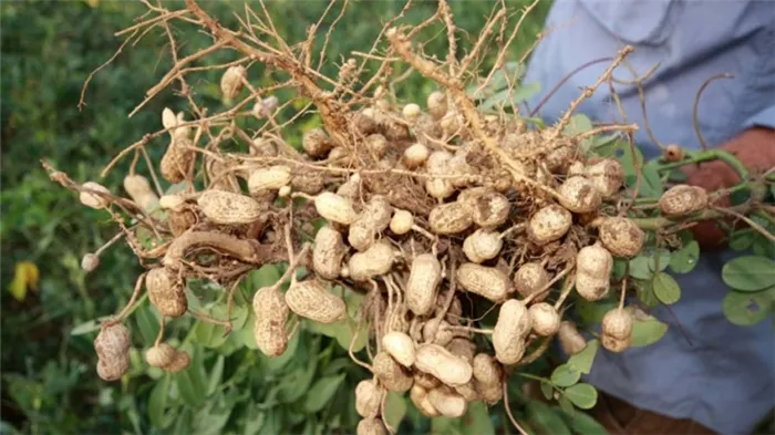 Где и как растет арахис? Все о развитии, цветении и плодоношении земляного ореха