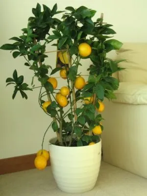 Плодоносящее лимонное деревце