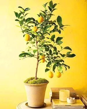 После прививки черенка плодоносящего растения лимон даст свои плоды