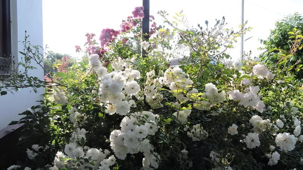 Почвопокровная Swany - невысокий куст с мелкой красивой листвой и белоснежными цветками. Фото с сайта kupirozi.ru