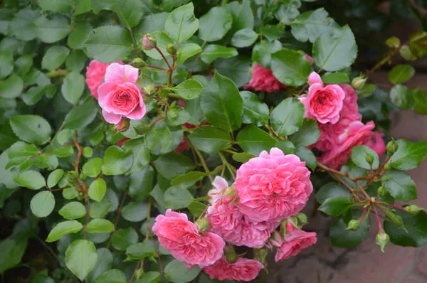 Мейяновская роза Les Quatre Saisons само название говорит о ее непрерывном цветении. Фото автора