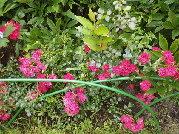 Почвопокровная CentrO-Rose отличается здоровьем и декоративностью. Фото автора