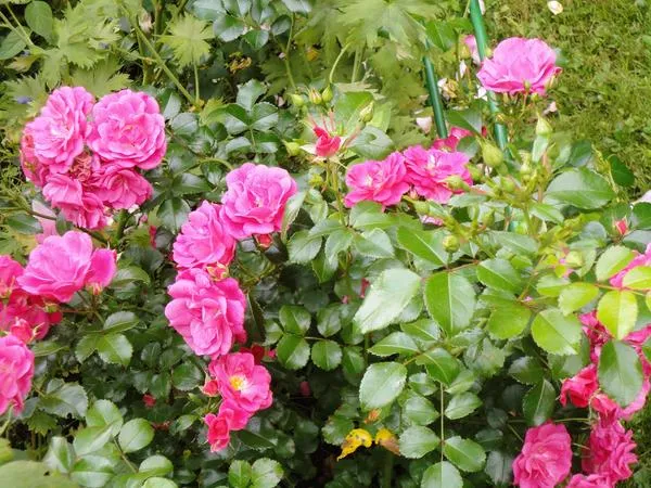 Роза Palmengarten Frankfurt, непрерывно цветущая все лето напролет. Фото автора