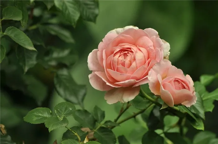 Какие розы самые лучшие для частного сада — описания популярных видов 