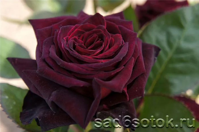 Чайно-гибридная роза сорт Блек Баккара (Black Baccara)
