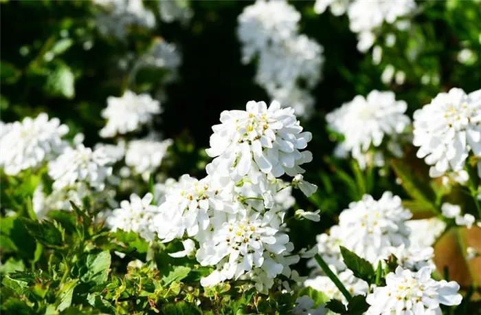 Фото цветов ибериса