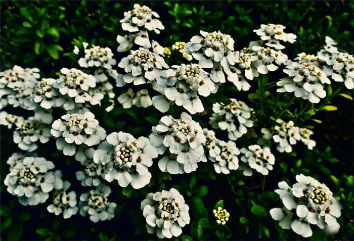 Фото цветов ибериса