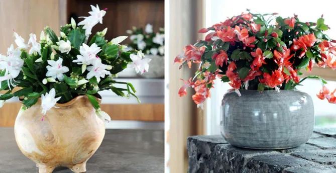 Как вырастить дома цветок эсхинантус, который украсит любой интерьер