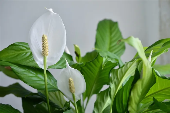 Спатифиллум — комнатное растение, которое цветёт весной и летом.