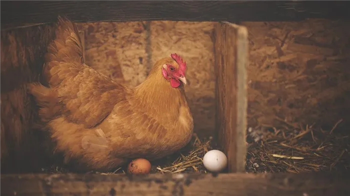 Курица снесла яйцо