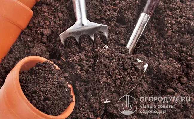 Выращивая огурцы в открытом грунте, начинающие дачники часто совершают ошибки. Среди наиболее распространённых следует выделить: