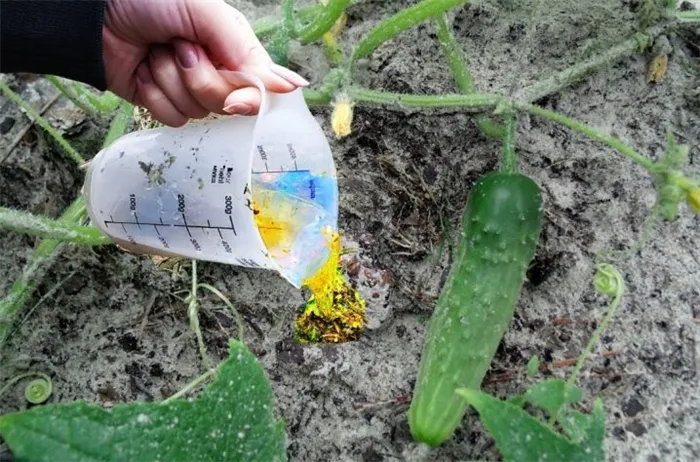 Для выращивания рассады огурцов можно использовать торфяные таблетки. У них есть свои преимущества: