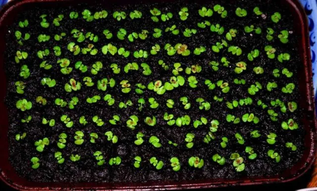 Выращивание колеуса из семян: сроки посева, как сажать, уход, фото