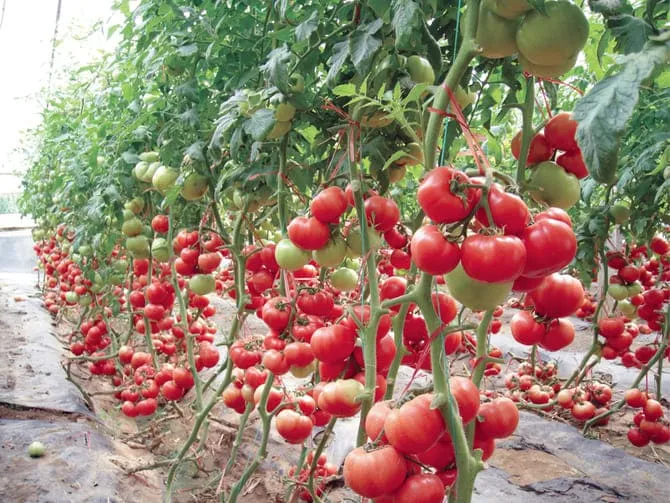 Фото урожая томатов