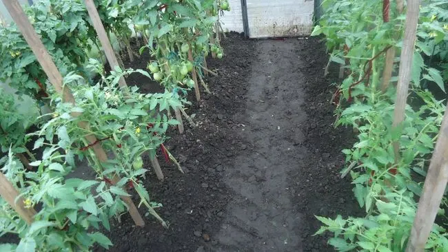 Окучивание помидор для урожая