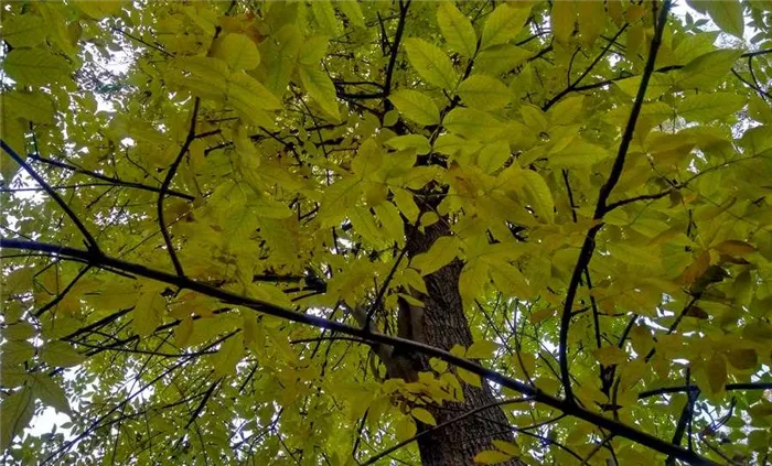 Ясень - листья