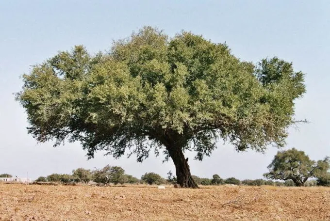 Внешний вид железного дерева