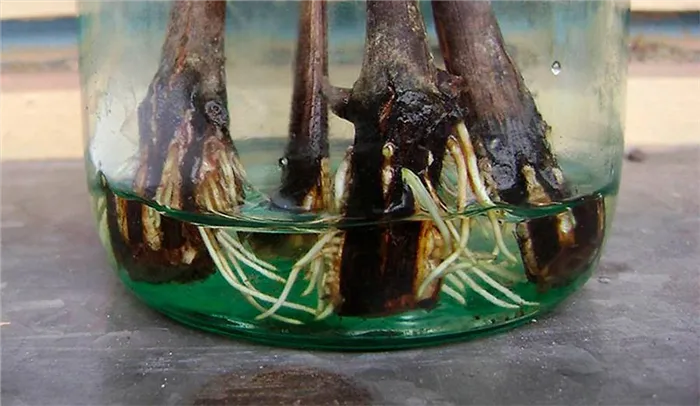 Укоренение черенков винограда в воде.