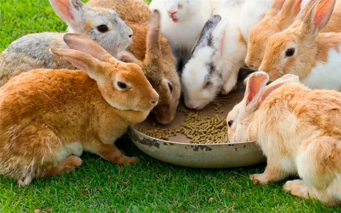 Витамины и добавки для кроликов