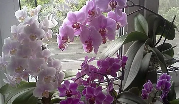 Орхидея на окне