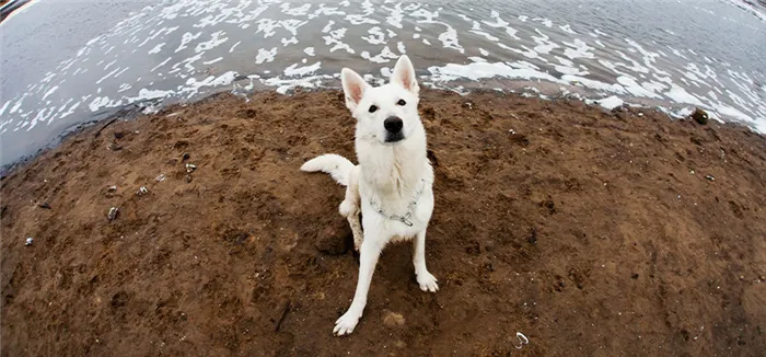 Интересное использование фокусного расстояния при съемке белой собаки рядом с водой 