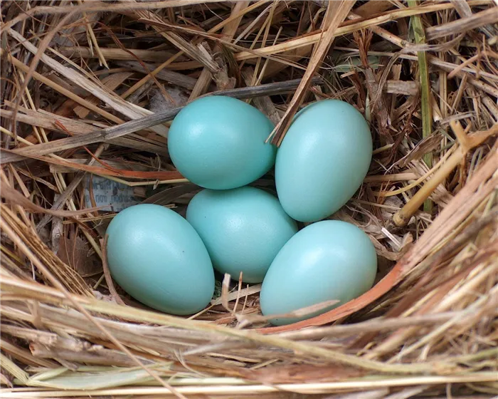 Какие птицы и породы кур несут сине-голубые яйца