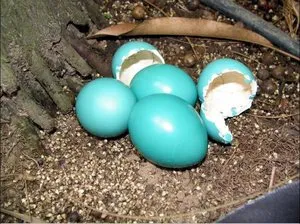 Яйца в гнезде дрозда
